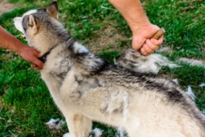 dog owner brushing Husky dog outdoor to avoid poor indoor air quality